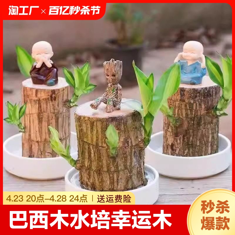 水培植物四季容易种植