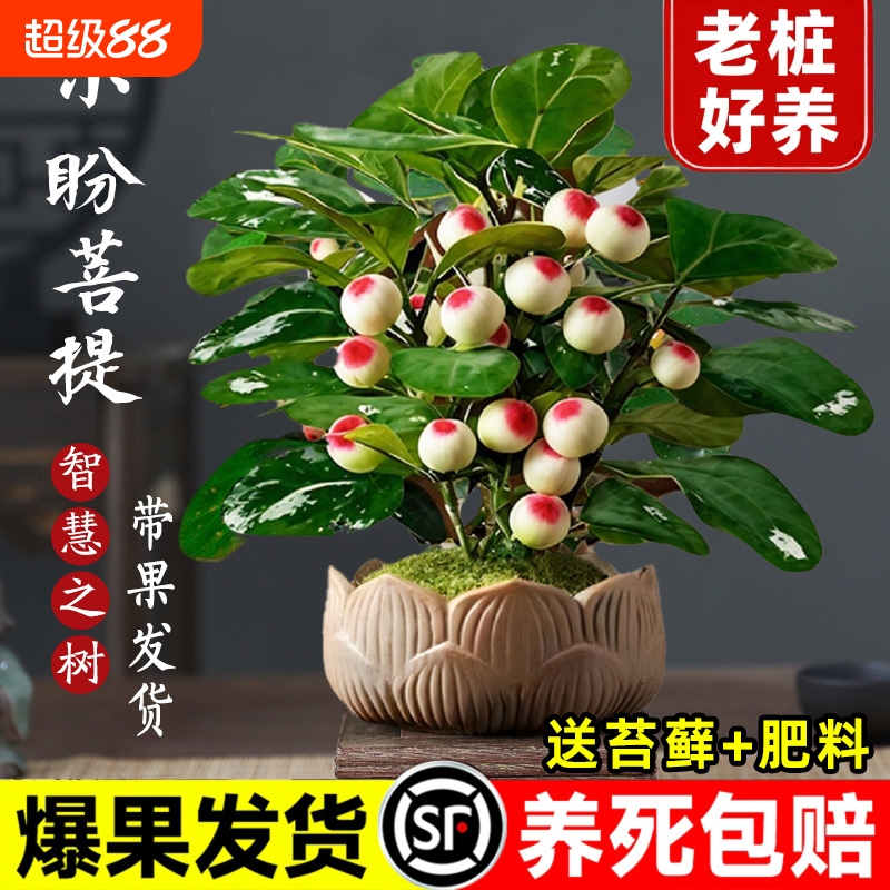 小盼菩提盆栽带果办公室内