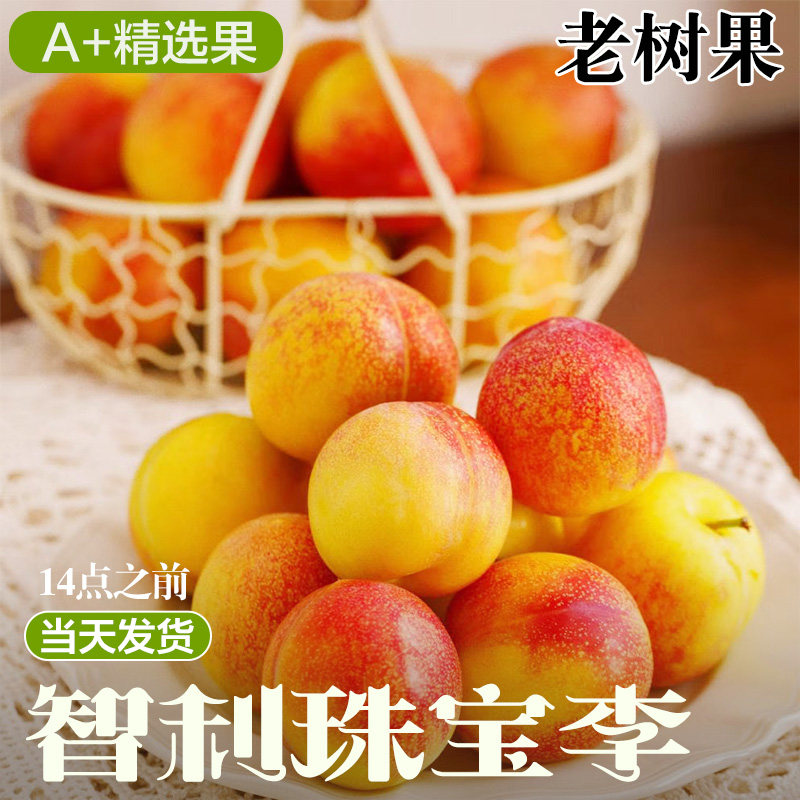 智利进口珠宝李新鲜黄肉李子新鲜当季孕妇水果脱骨李黑布林