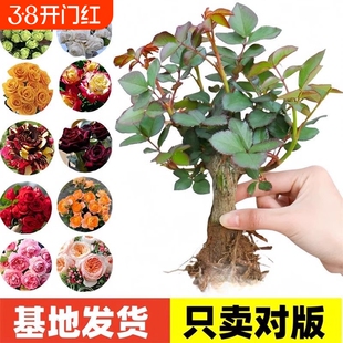 云南昆明玫瑰花苗老桩当年开花月季老根花卉绿植盆栽阳台种植耐寒