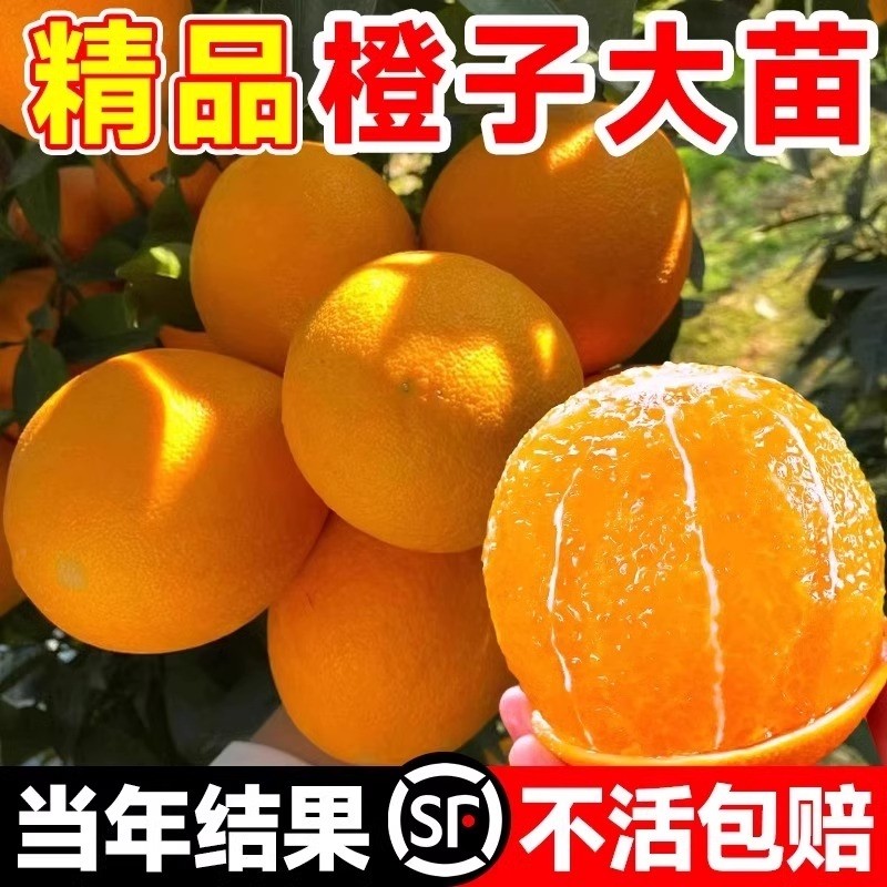 赣南脐橙树苗果冻橙子果树嫁接砂糖橘果苗当年结果沃柑大桔子盆栽,鲜花速递/花卉仿真/绿植园艺,果树,淘宝优惠券,粉丝福利购,淘宝优惠卷