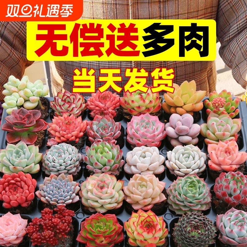 多肉植物好养小盆栽品种组合玉露大颗株室内花卉绿植精品种植桃蛋