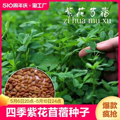 四季高产牧草紫花苜蓿种子