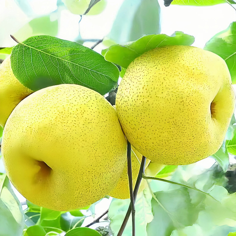 FZ陕西小河酥梨农家果4.5斤包邮整箱正宗农家自种现摘新鲜梨子