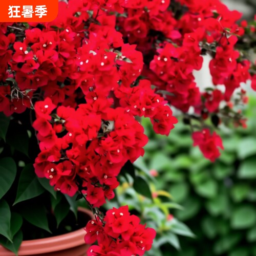 重瓣三角梅盆栽庭院四季开花不断