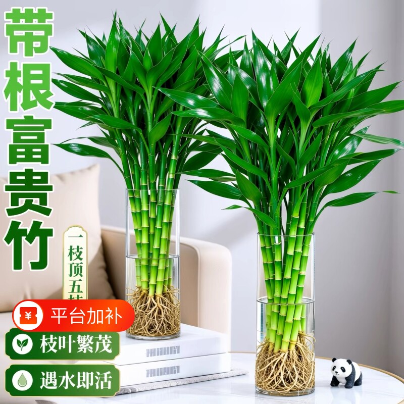 带根富贵竹水培植物绿植室内盆栽客厅招财粗杆水养节节高竹子花卉