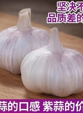 济宁金乡紫皮大蒜头种子干蒜种籽5斤批发新鲜蒜头10斤农家蒜米
