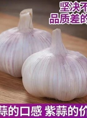 济宁金乡紫皮大蒜头种子干蒜种籽5斤批发新鲜蒜头10斤农家蒜米