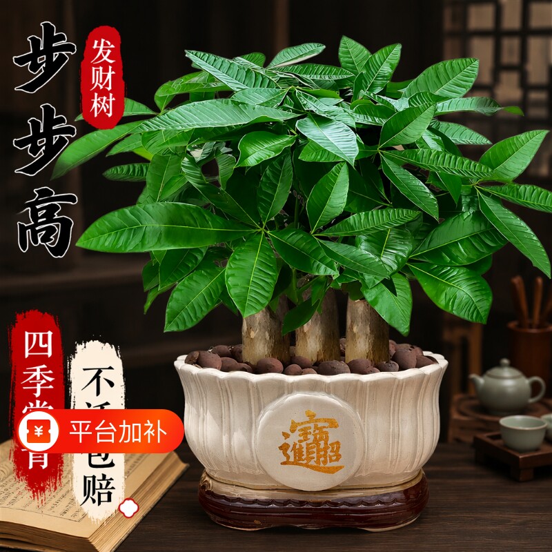 发财树小盆栽客厅办公室内好养花卉绿植四季步步高植物盆景适合