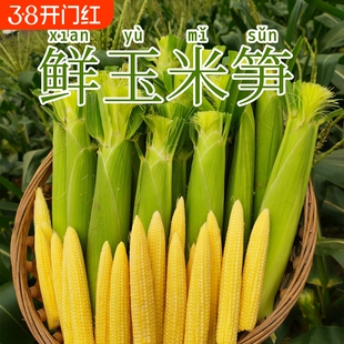 广西新鲜玉米笋现摘玉米笋鲜嫩蔬菜水果小玉米棒迷你玉米非转基因