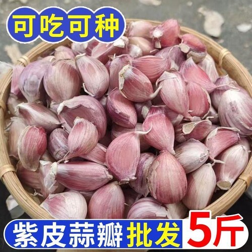 紫皮大蒜散装蒜瓣可吃可种2026新蒜带皮手剥蒜种子旗舰店9斤新鲜