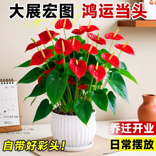 四季开花大号红掌盆栽带花水培大叶客厅绿植室内办公室桌面花陶瓷
