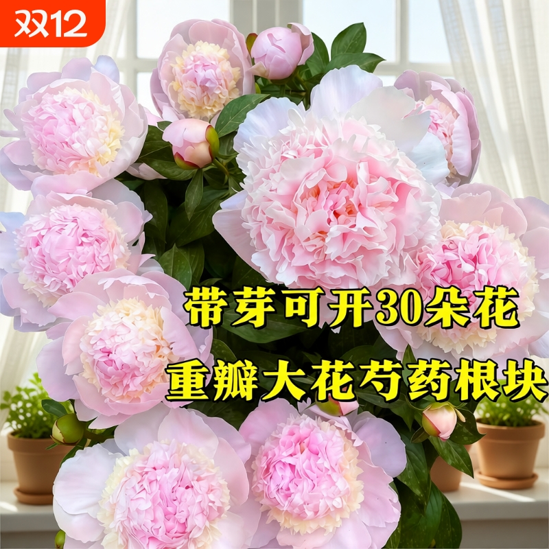 重瓣芍药花苗四季开带芽种