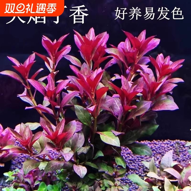 鱼缸水草造景紫红丁香水草植物真草绿植养鱼水培沉底火焰定植好养