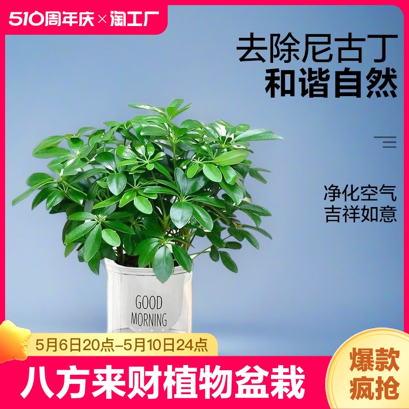 八方来财植物盆栽水培鸭脚木四季常青发财树大型办公室内绿植甲醛