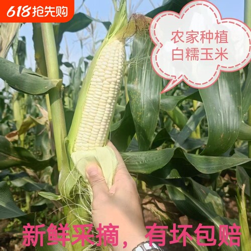 农家现摘白糯玉米攀枝花高山白甜玉米新鲜苞米包谷软糯香甜带壳