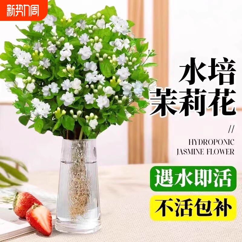 茉莉花苗盆栽水培植物驱蚊九里香老桩花卉室内好养活四季开花客厅