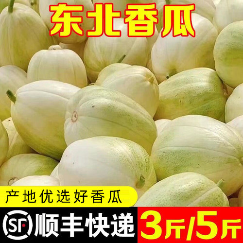 发顺丰正宗大地香瓜东北甜瓜京密金妃白糖罐随机发自然成熟头茬瓜
