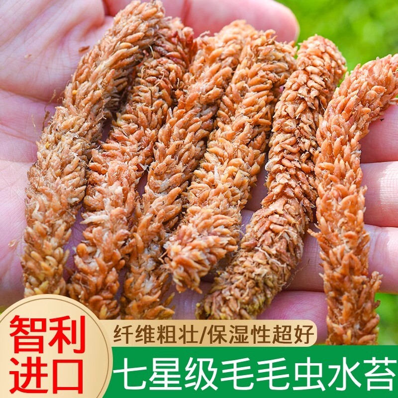 智利进口毛毛虫水苔蝴蝶兰专用七星干苔藓兰花营养土苔藓植料植物