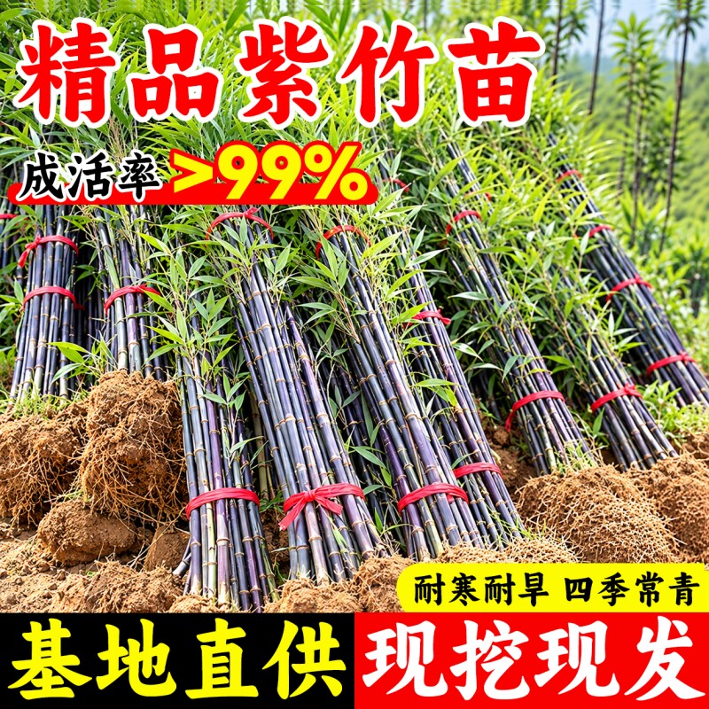紫竹苗盆栽南北方耐寒矮化竹子苗四季常青庭院名贵观赏绿植老根苗