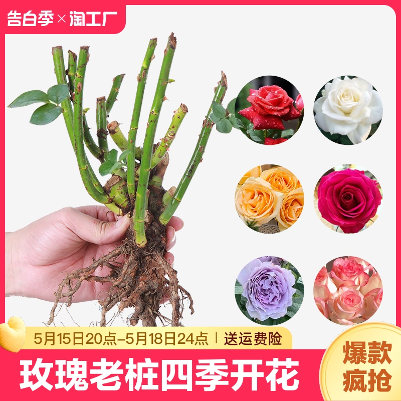 玫瑰花苗四季开花盆栽花卉植物室内阳台庭院月季花苗耐寒老桩爱莎 鲜花速递/花卉仿真/绿植园艺 月季/蔷薇/玫瑰 原图主图