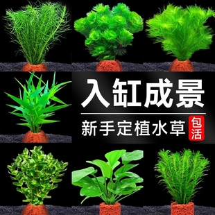 火山石水草植物鱼缸造景专用水培阴性蜈蚣草绿菊真草增氧绿植摆件