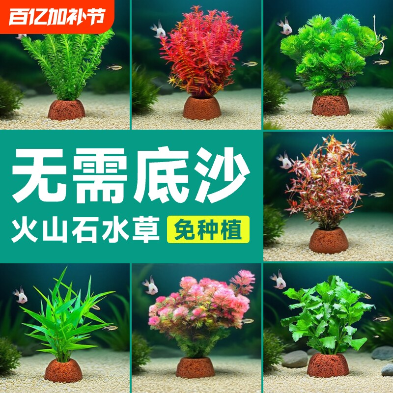 火山石水草植物鱼缸造景水培阴性蜈蚣草绿菊真草摆件水族箱全套餐
