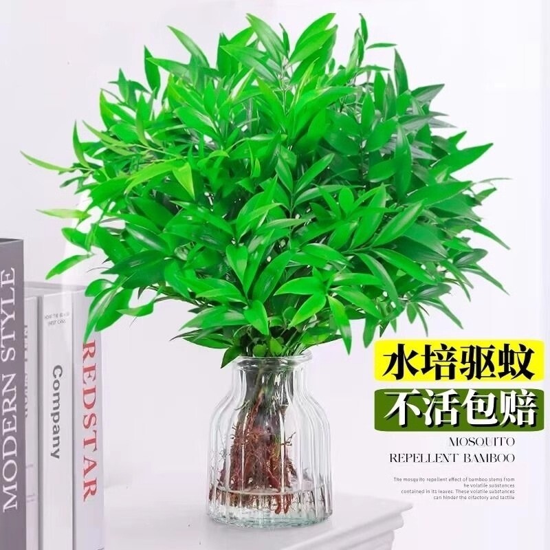 驱蚊竹柏水培桌面植物盆栽绿植室内花卉客厅好养四季常青水养摆放