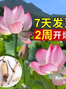 荷花种根苗盆栽水养观赏荷花种藕苗碗莲花种籽子水培植物室内好养