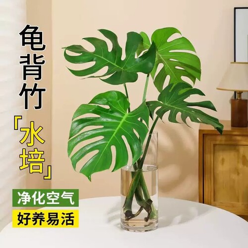 龟背竹水培老桩大叶桌面水养绿植物高级感客厅四季好养易活除甲醛