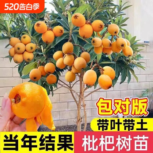 精品枇杷果树苗盆栽带土好养易活