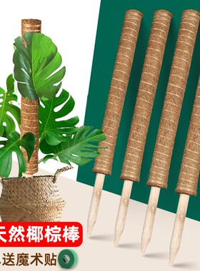 椰棕棒龟背竹支撑杆绿萝固定花架