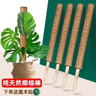 龟背竹支撑杆椰棕棒植物攀爬藤棕榈柱绿萝固定防倒伏花架椰丝苔藓