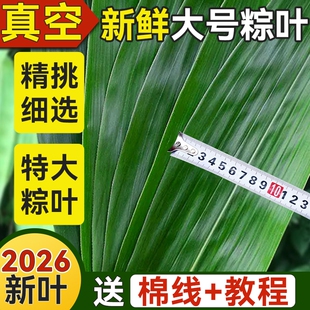 粽叶新鲜粽子叶大号特现摘包棕专用的干端午家商批发旗舰店野生箬