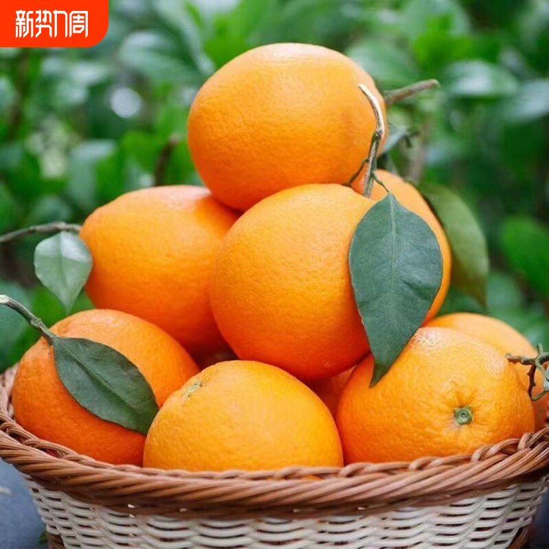【精品彩箱】新鲜脐橙正宗高山甜橙子批发应季水果手剥甜橙纽荷尔