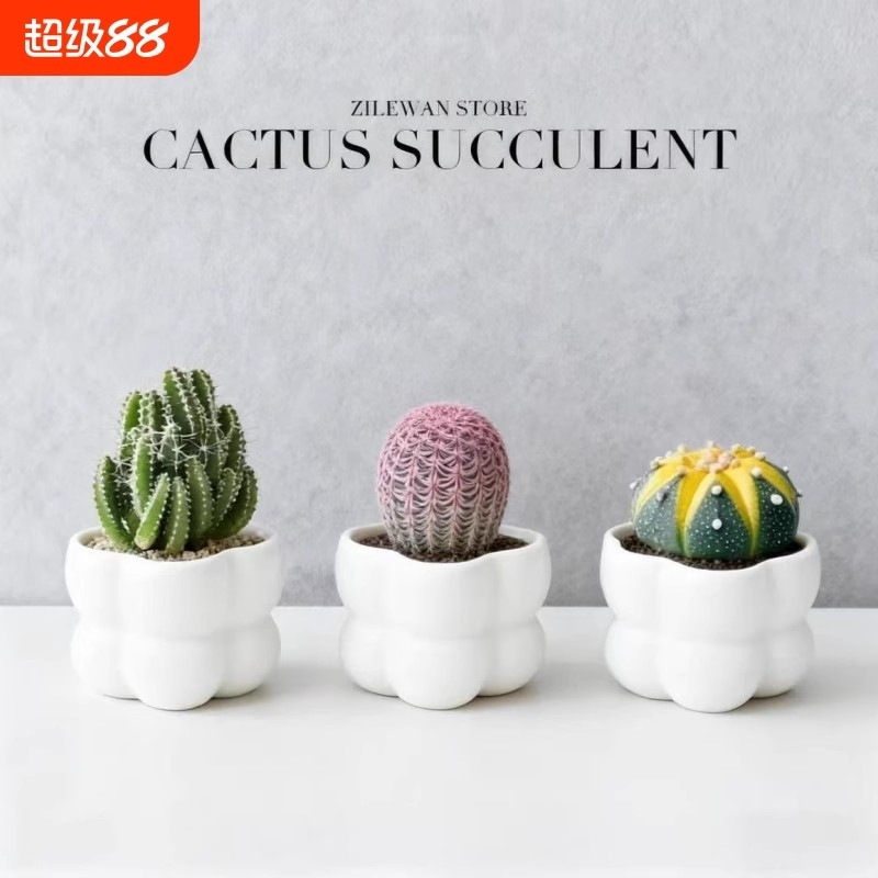 万重山盆栽红太阳网红多肉仙人掌