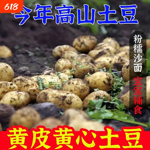 农家自种新鲜黄心土豆