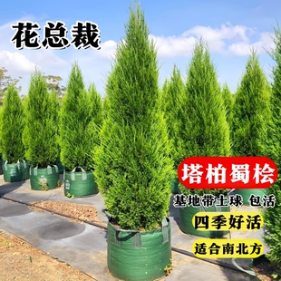 松柏树苗带土柏树侧柏塔柏龙柏松树坟地坟前墓前绿植绿化工程北方