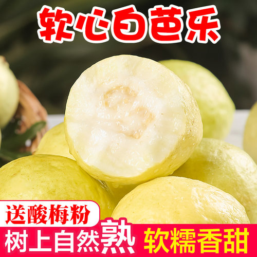福建软糯奶油芭乐新鲜水果当季软心番石榴鸡屎果白心芭乐包邮