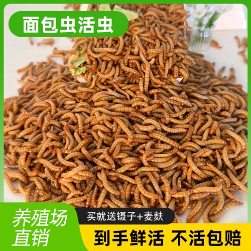 面包虫活虫仓鼠蜘蛛乌龟守宫画眉