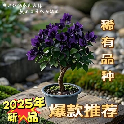 云南深紫色棒棒糖三角梅花盆栽三角梅紫色开花品种庭院新品稀有
