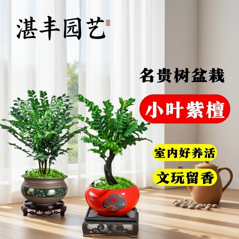 小叶紫檀盆景绿植盆栽茶室内桌面树苗花卉老桩植物四季好养活客厅