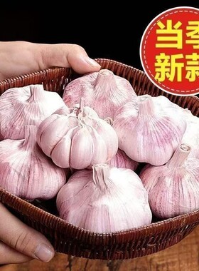 山东金乡大蒜头种籽干蒜种子5斤装紫白皮多瓣蒜农家自种可腌糖蒜