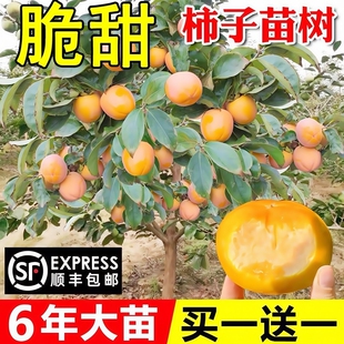 柿子苗树脆甜柿火晶柿南北方种植庭院盆栽柿子树苗当年结果柿子树