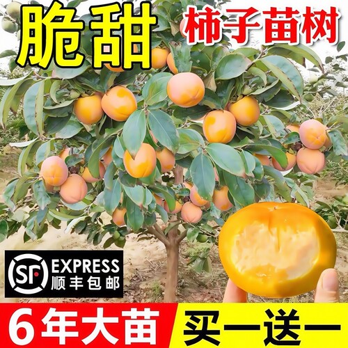 柿子苗树脆甜柿火晶柿南北方种植庭院盆栽柿子树苗当年结果柿子树