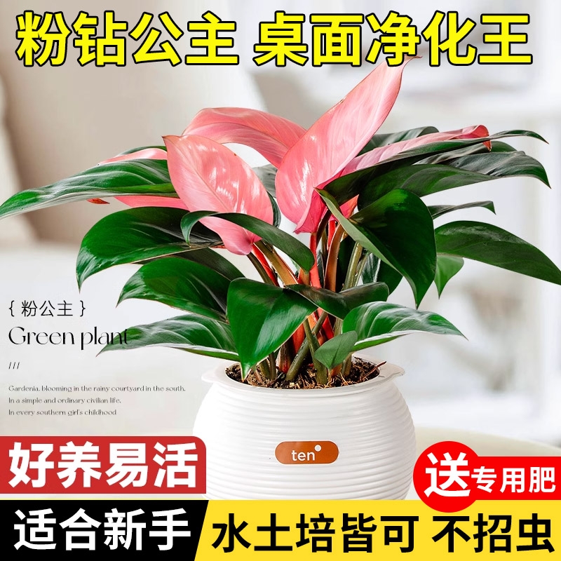 粉钻粉公主蔓绿绒大叶金钻水培苗