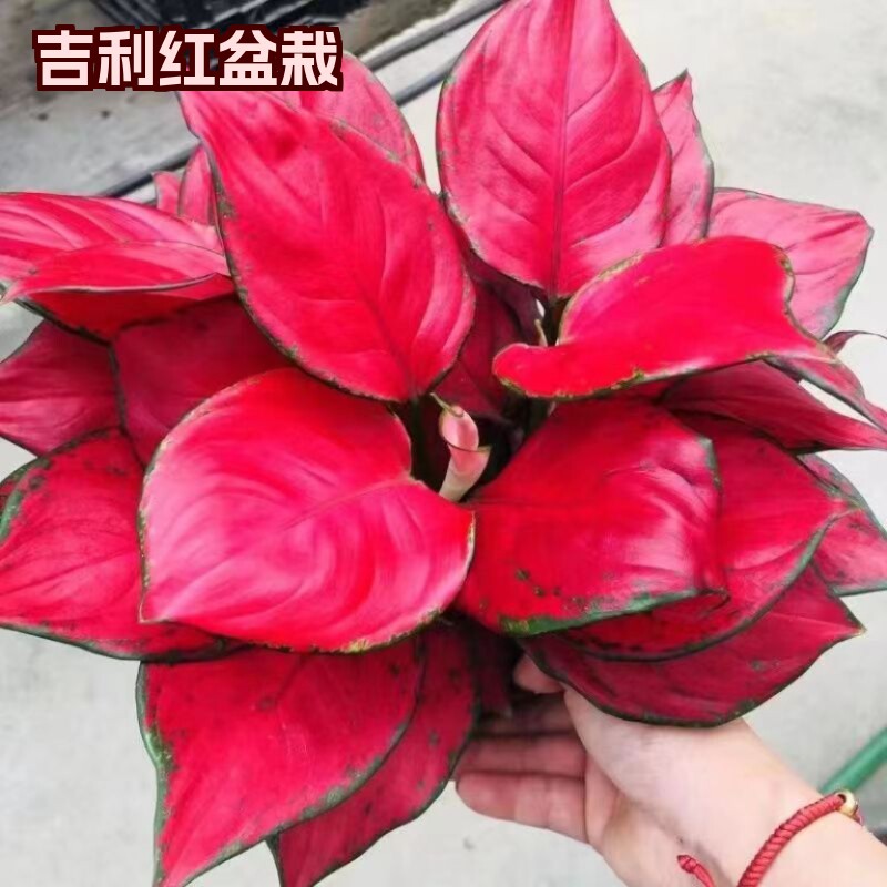 吉利红盆栽水培花卉如意皇后吸甲醛室内植物净化空气好养办公桌