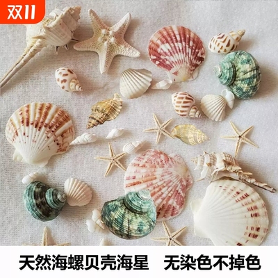 天然贝壳海螺海星海胆壳幼儿园手工diy相框鱼缸造景大海螺壳替换