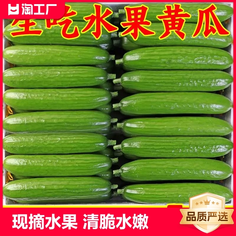 现摘现发正宗当季水果小黄瓜5斤精品...