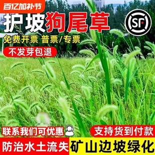 狗尾巴草种子野草杂草矿山复绿绿化草种四季青耐盐耐碱草种籽北方